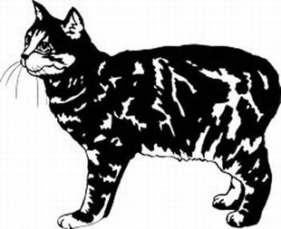 manx Cat 