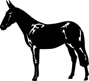 Black Irish Draught horse 